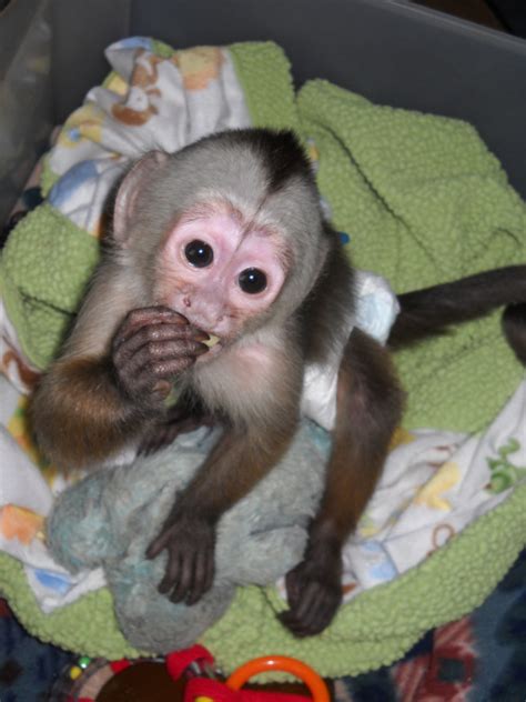 Adopt Now. . Where can i buy a monkey in michigan